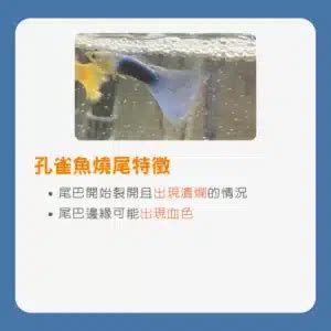 孔雀魚搖頭晃腦|教你辨識孔雀魚燒尾和爛尾的特徵、原因以及治療指南。